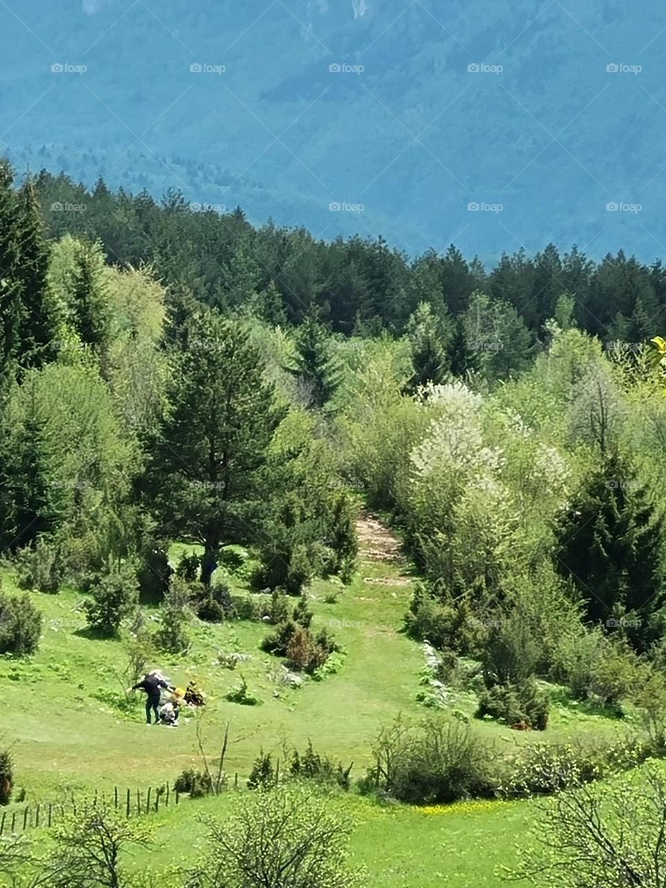mountains have a special charm in summer