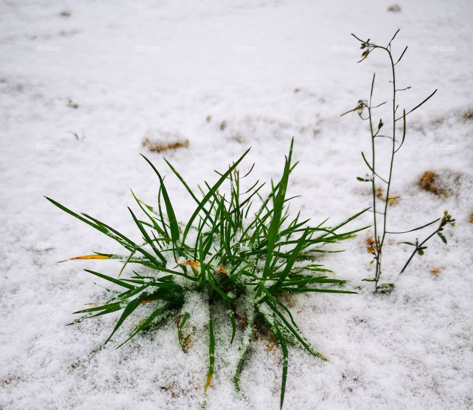 Green grass under snow