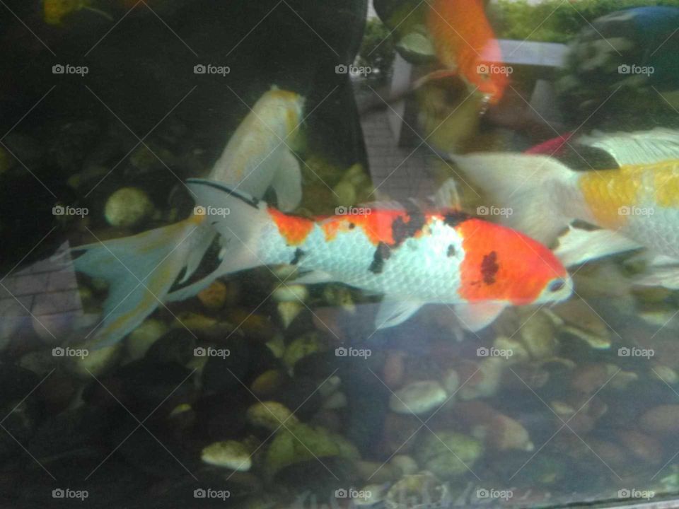 colourful fish