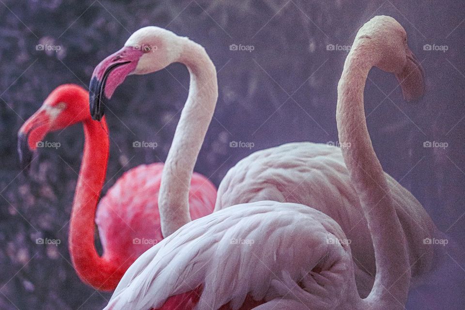 A flock of flamenco