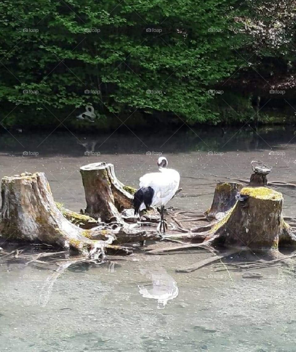 The challenge to stay in a single leg