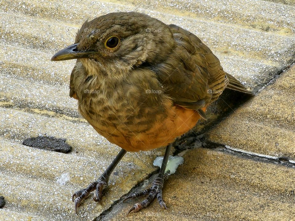 A cute baby songbird called rufous-bellied thrush (Turdus rufiventris) or sabía or zorzal colorado.