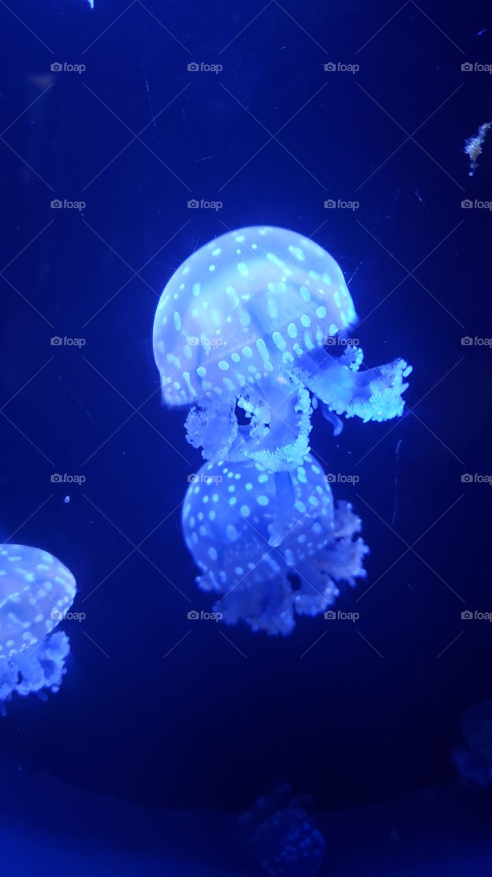 Jellyfish