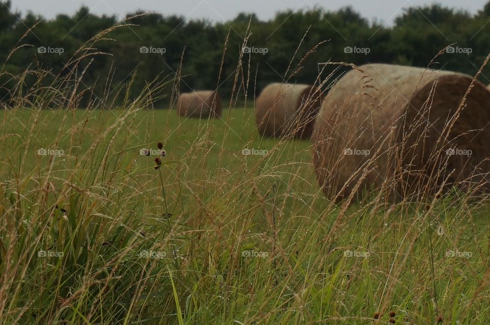 Wet grass after rain. Photo taken in Owasso OK. After rainfall at sunset, grass is wet in foreground and hay bale rolls in background.