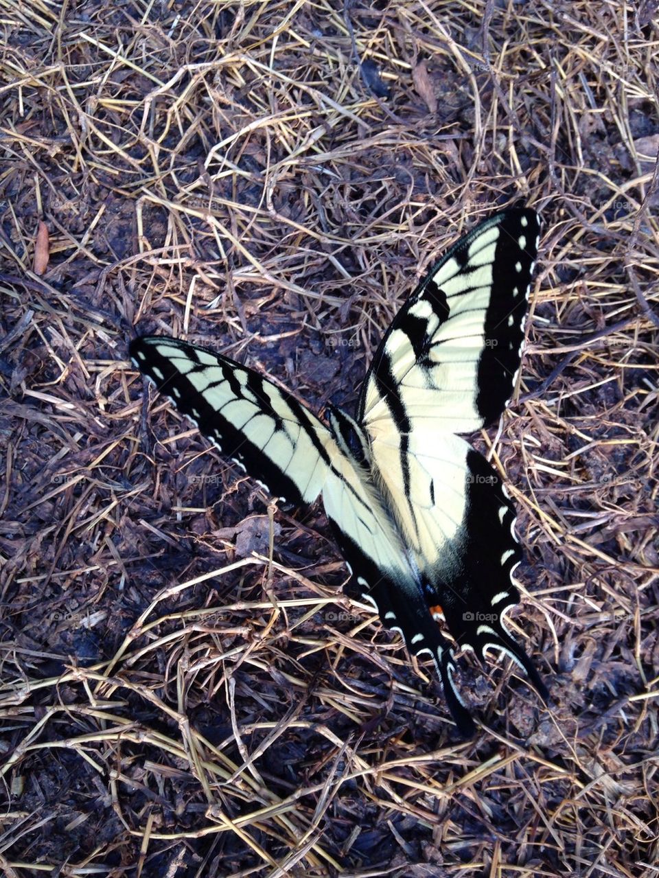 Butterfly in the grass