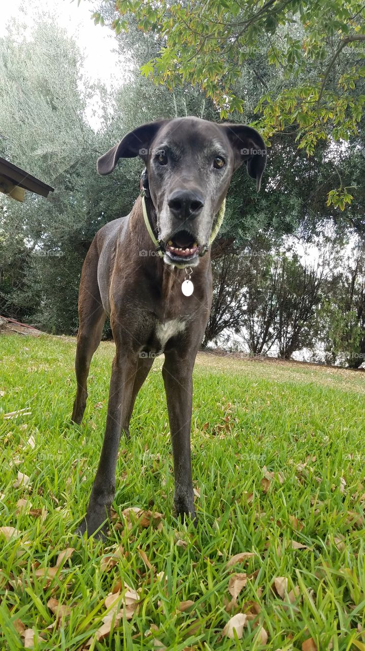 Lacy Great Dane