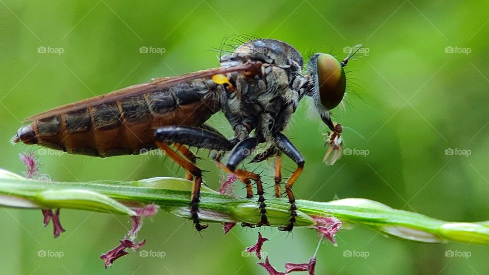 assassin flies, robber flies, robber flies caught an insect, insect hunter, flying, flying insects