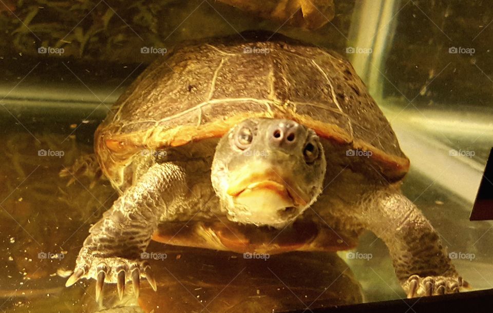 grumpy turtle