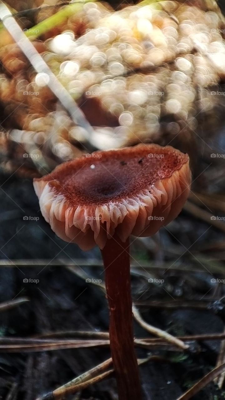 Macro photo of mushrooms in the forest