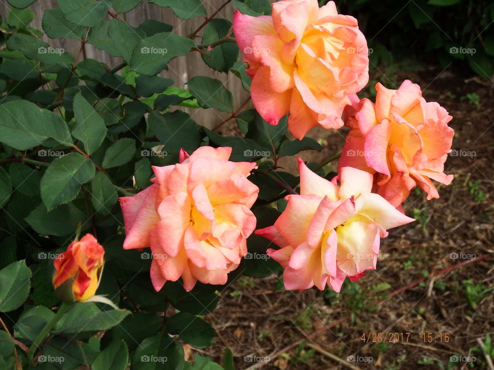 Peachy rose blossoms