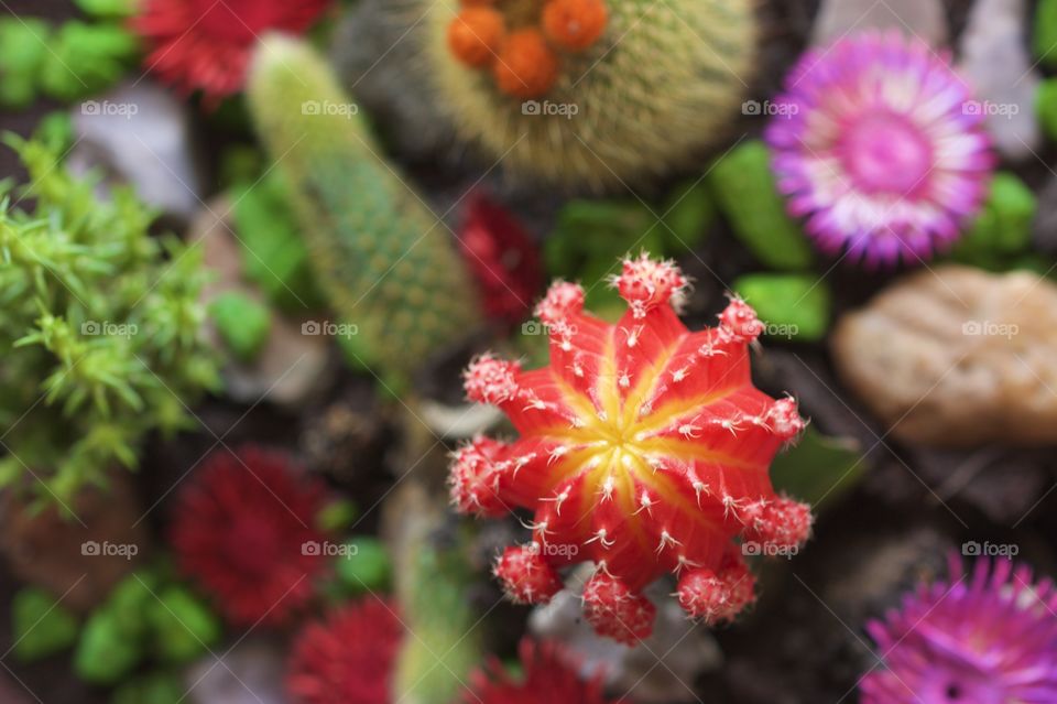 Close-up of succulent plant