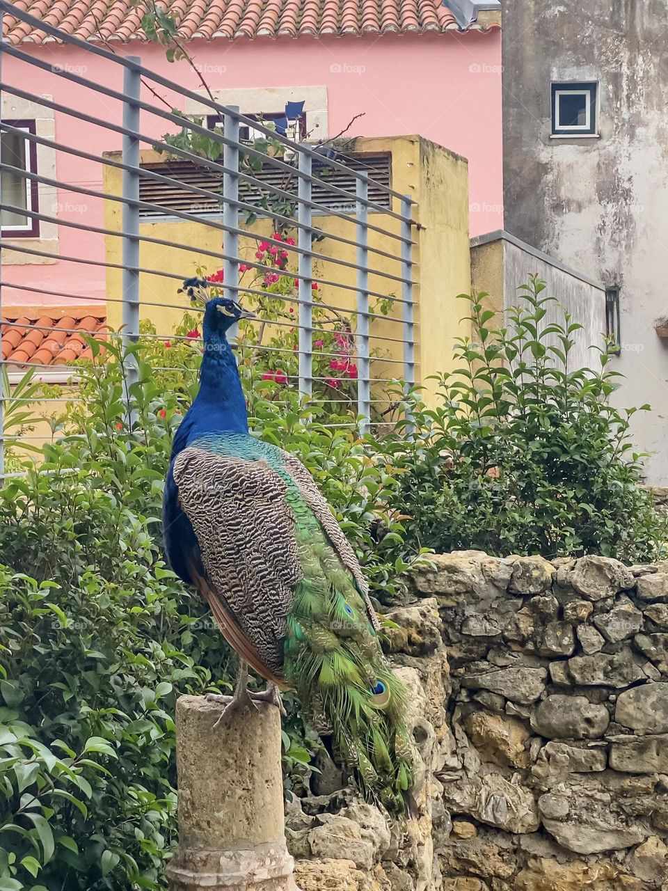A peacock sits on a column against the backdrop of a beautiful house