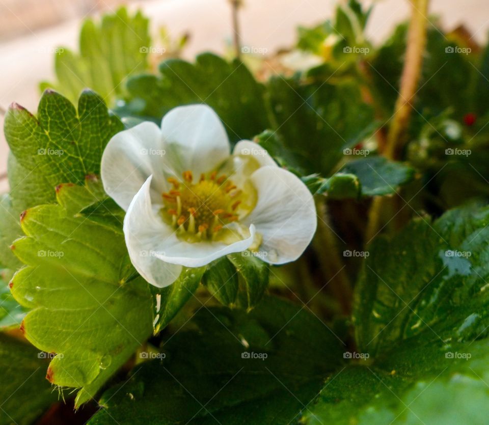 Blooming strawberry plant