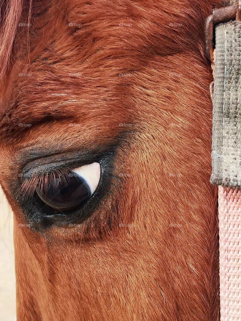 Close up of a horse's eye