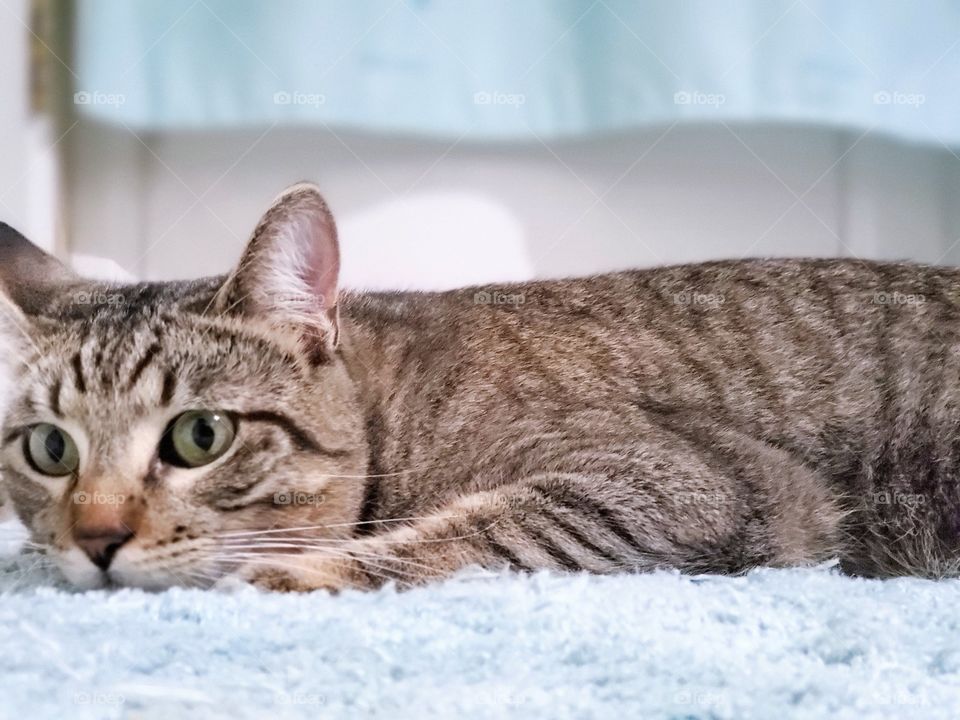 Tabby cat laying down on light blue green rug