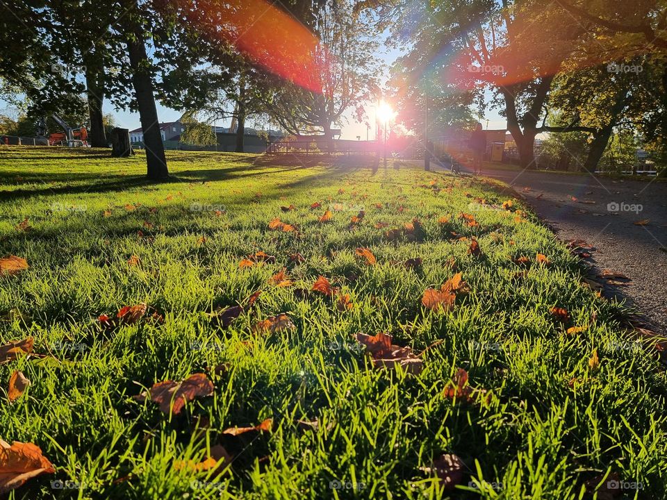 Park leaves