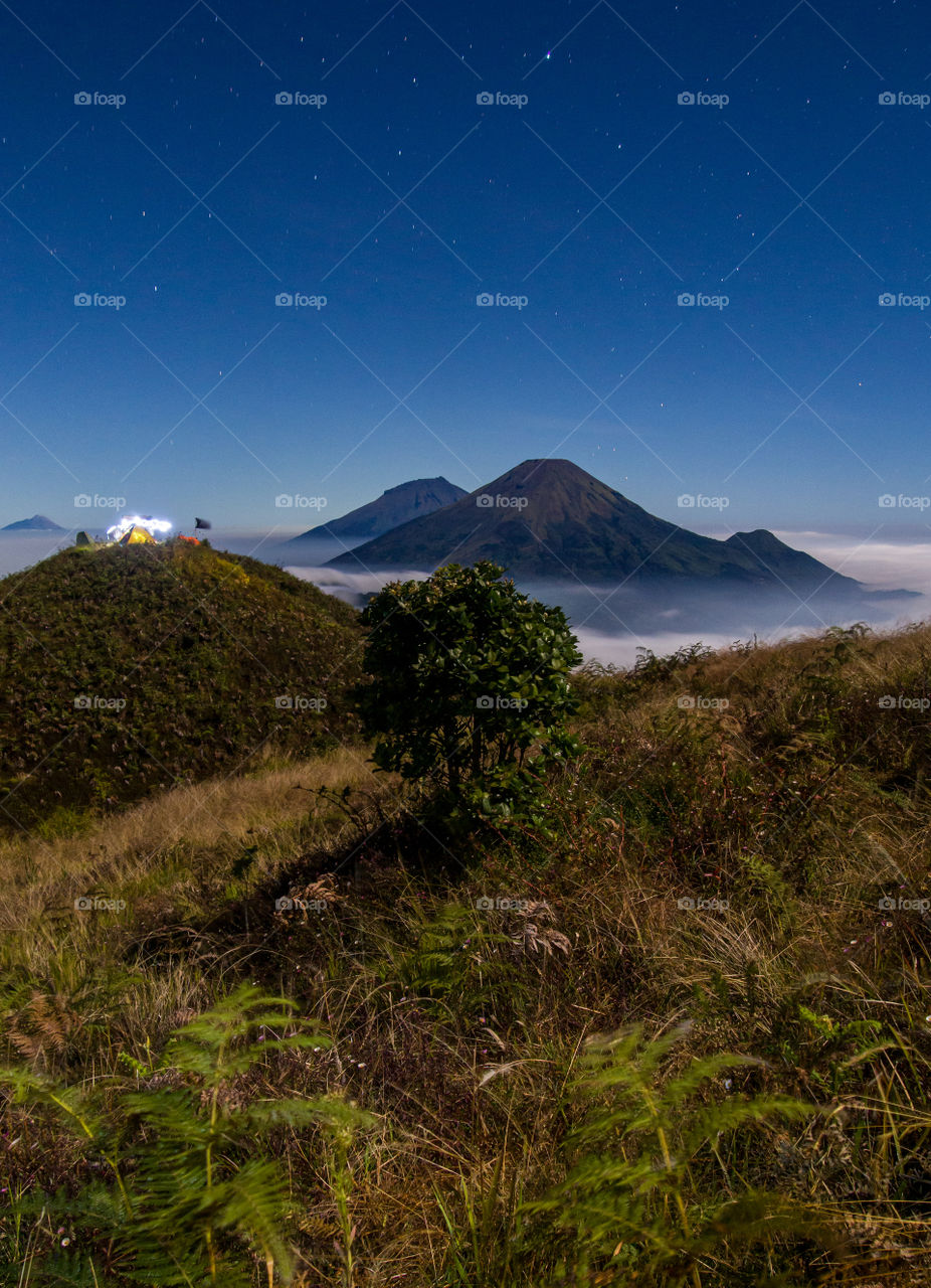 trees on the high ground