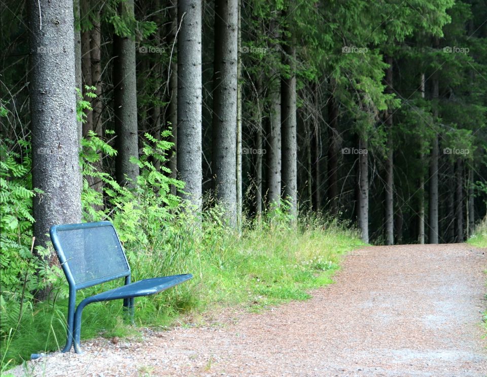 Blue bench at the way to forest