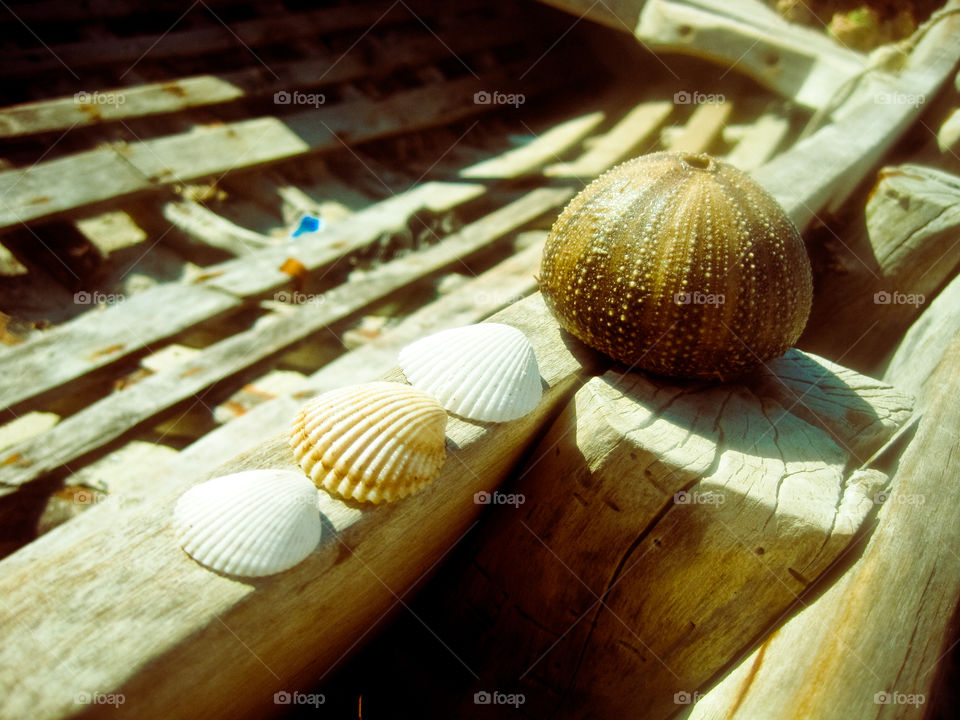 sea shells 🐚 