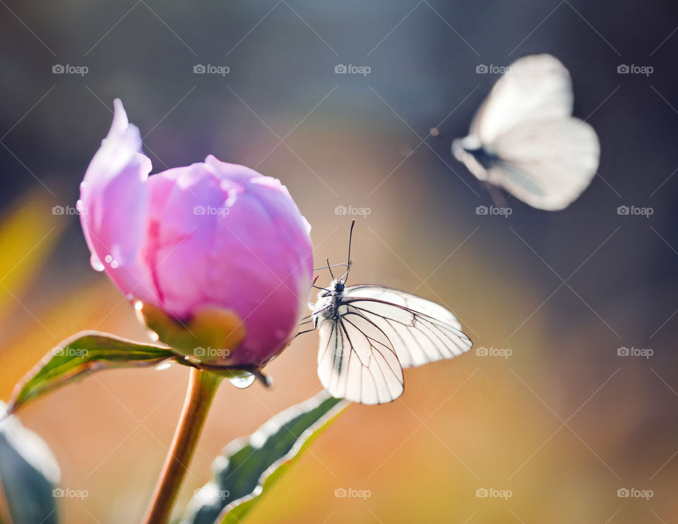 Rose bud and butterfly 