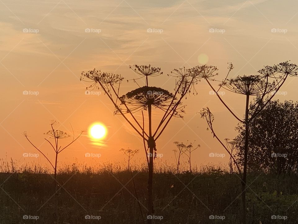 Heracleum into a sunset 
