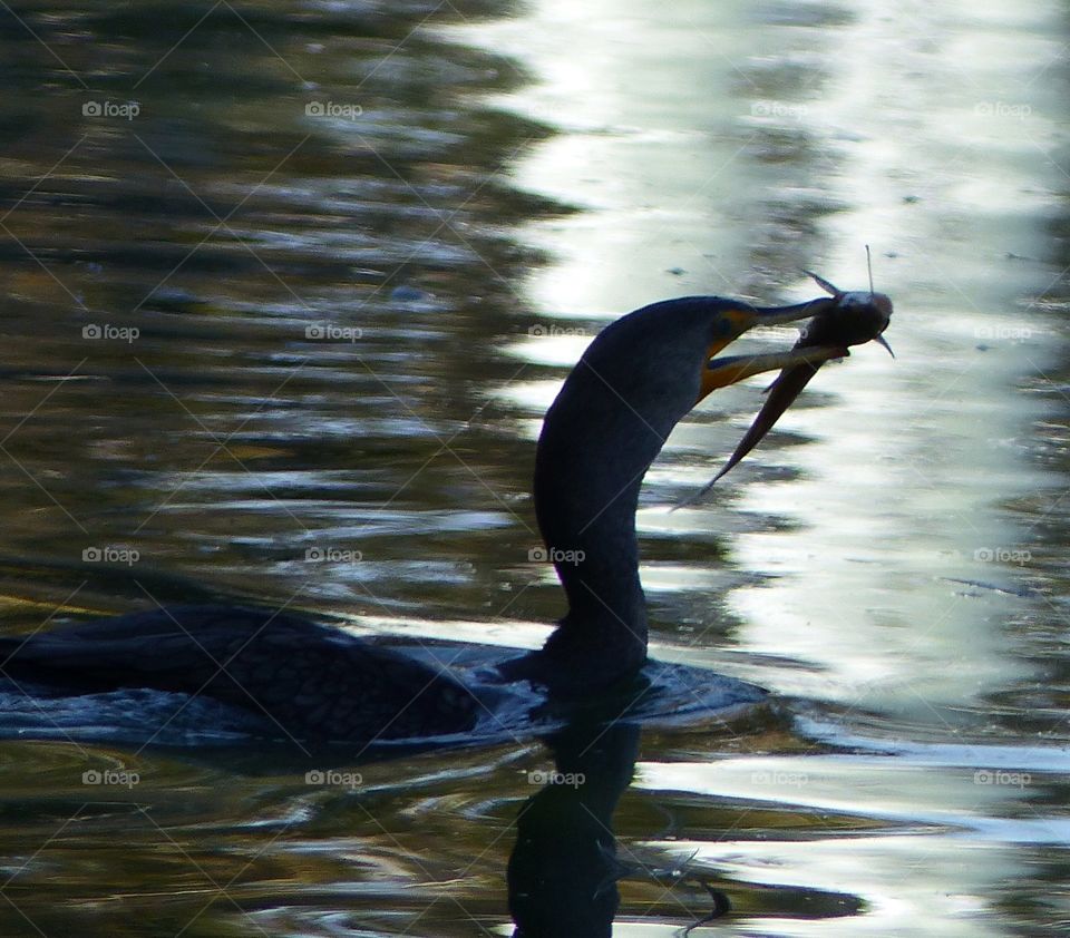 Cormorant with fish silhouette 