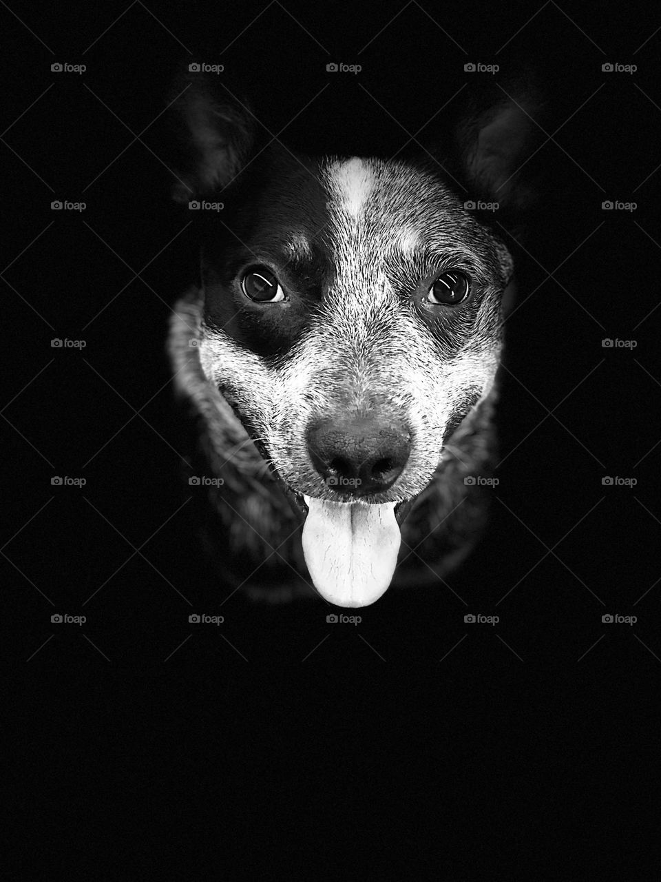 Australian Cattle Dog (Blueheeler)