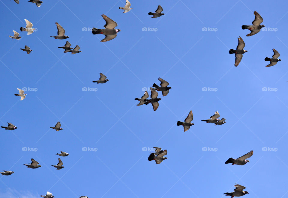 Bird, Flight, Goose, Wildlife, Pigeon