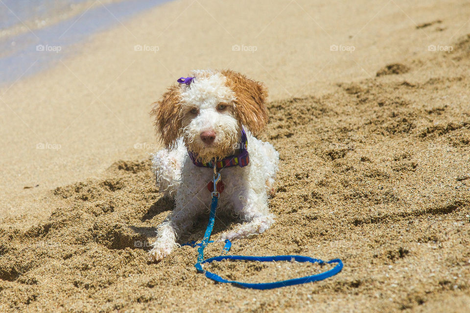 Close-up of dog sitting on sand at beach