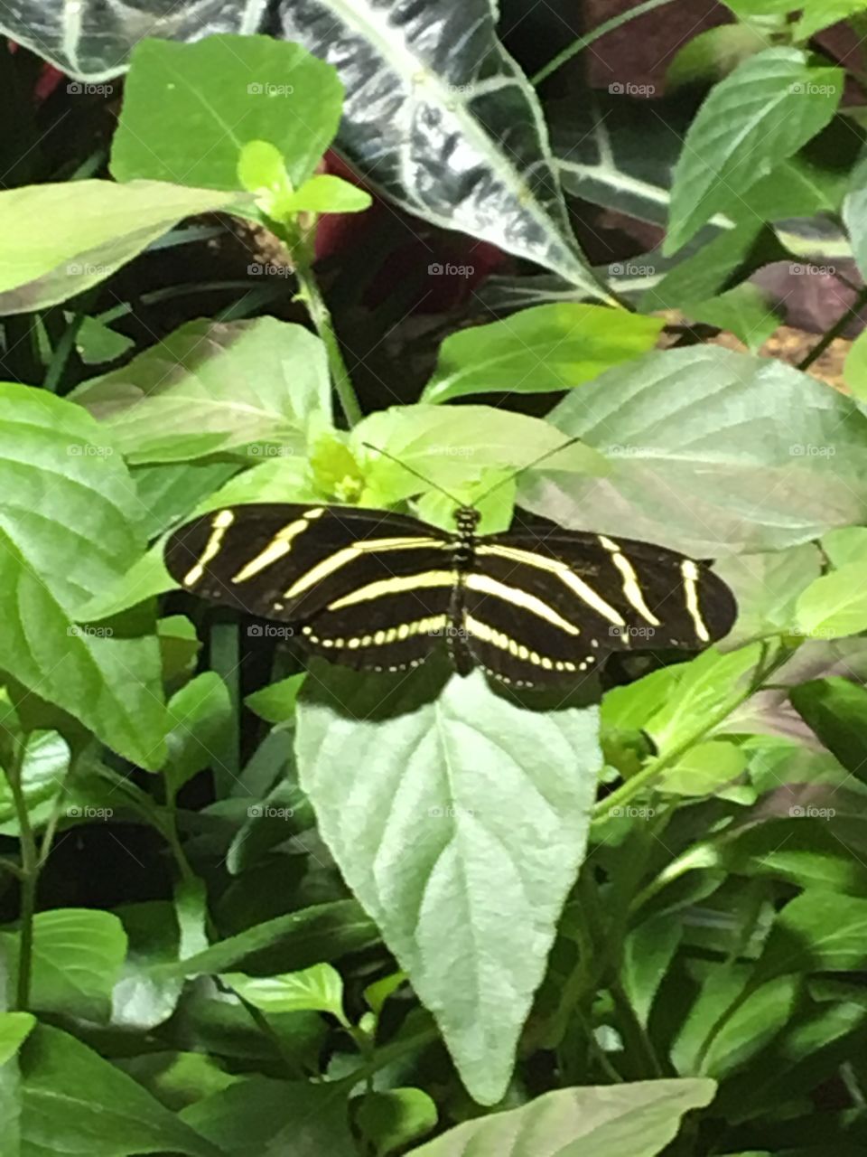 Zebra longwing butterfly on plants