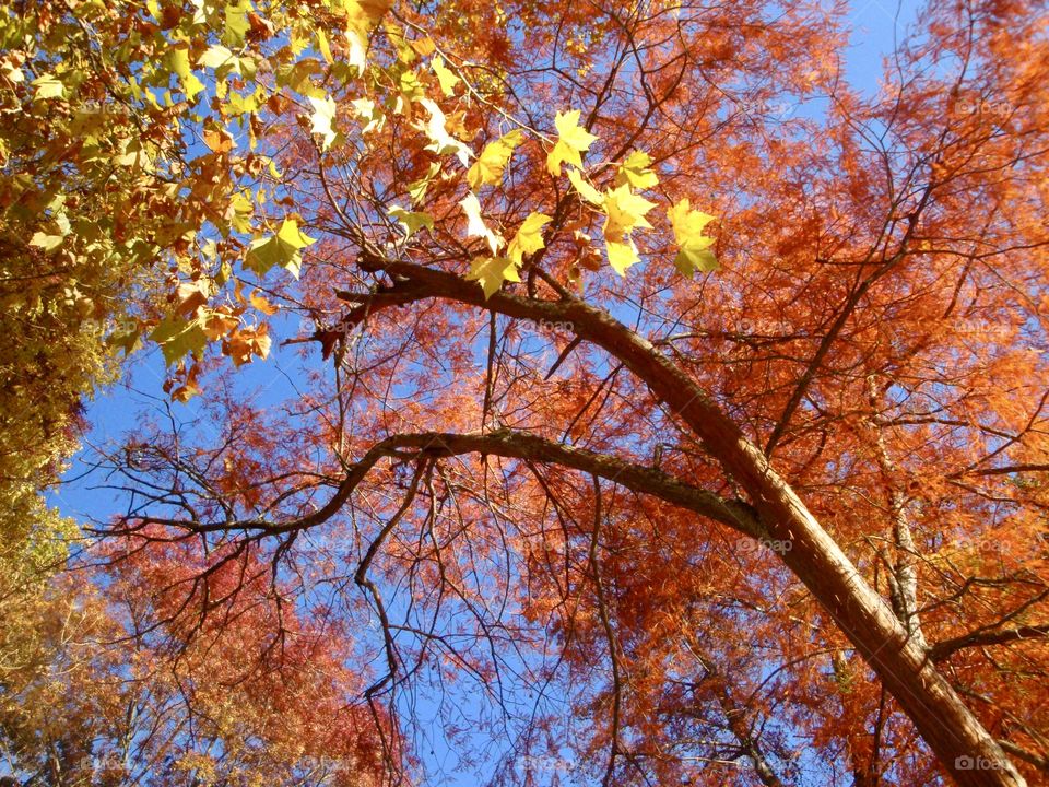 The red tree canopy