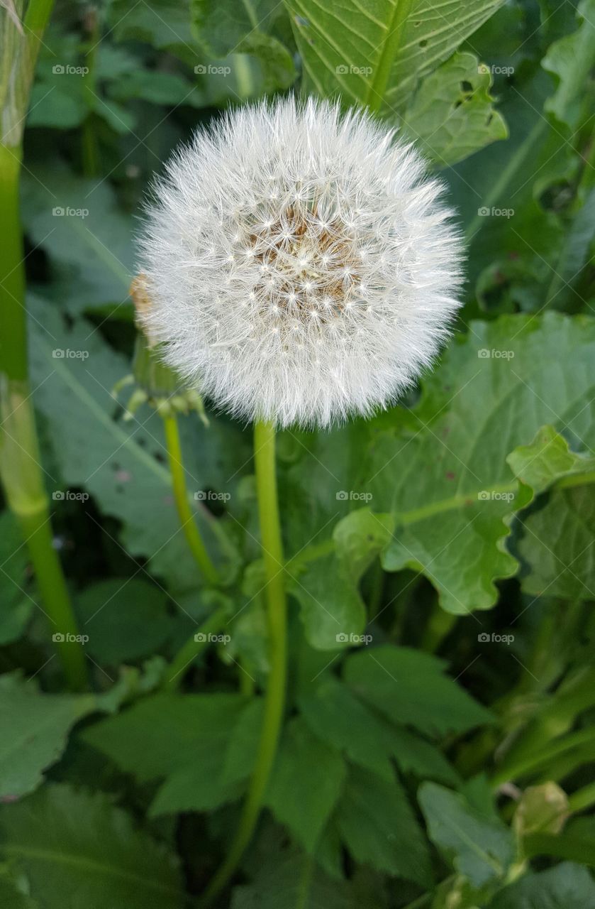 Flora, Nature, Growth, Summer, Leaf