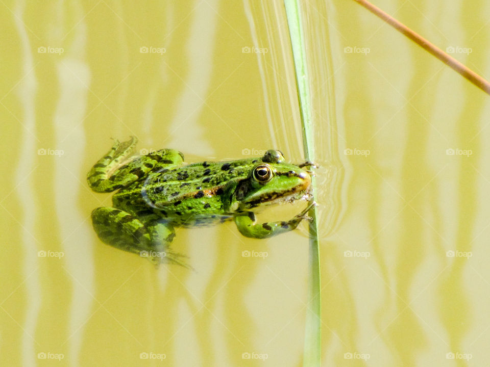 green frog in the pond