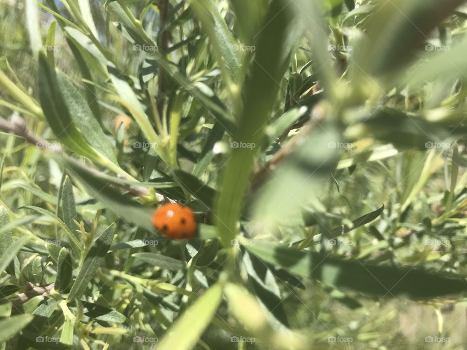 A orange lady bug, on a piece of tall grass on a beautifully nice day