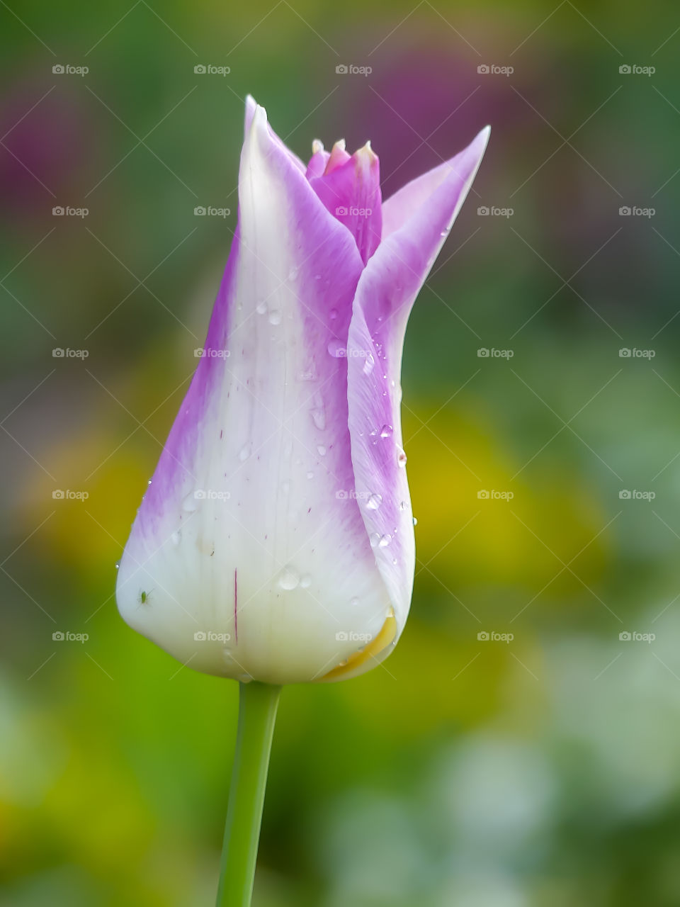 Colorful Tulip