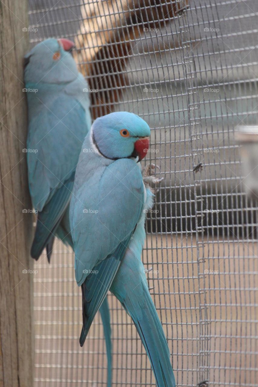 A blue ringneck parrot, hanging onto the mesh of the aviary cage wall