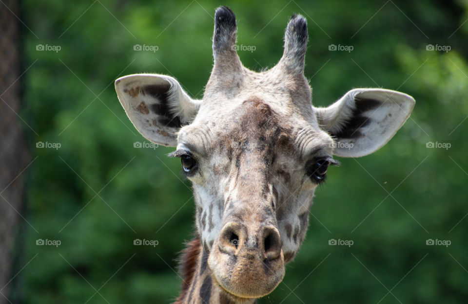 Giraffe portrait 