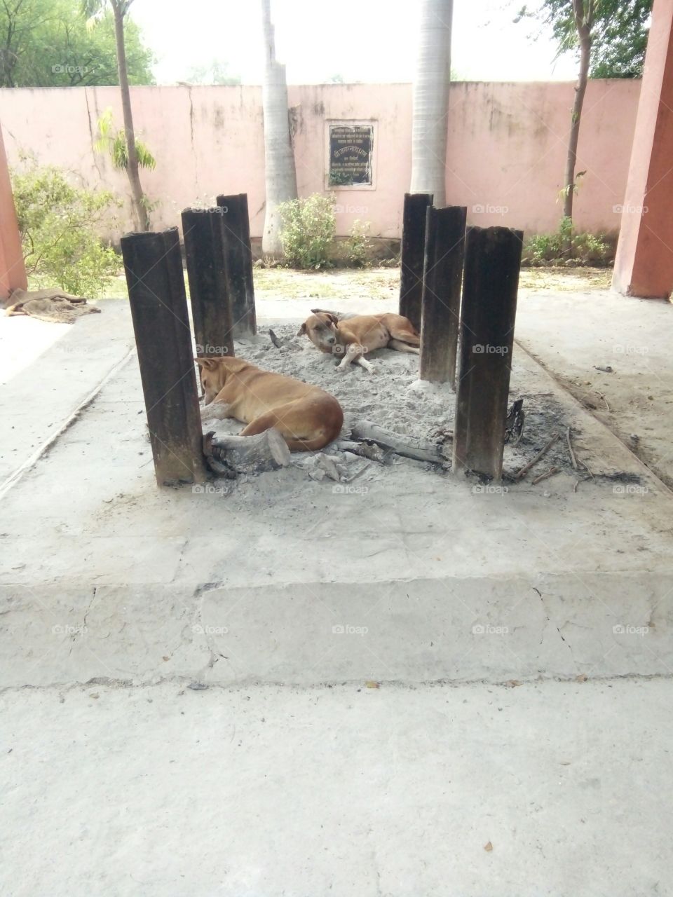 Photographs of two dogs/Photographs of the graveyard/Photographs of two stray dogs/two dogs resting at the place of burning dead dogs/Death is the ultimate truth of life/dog relax photo/two dog natural photo/real photo of two dog