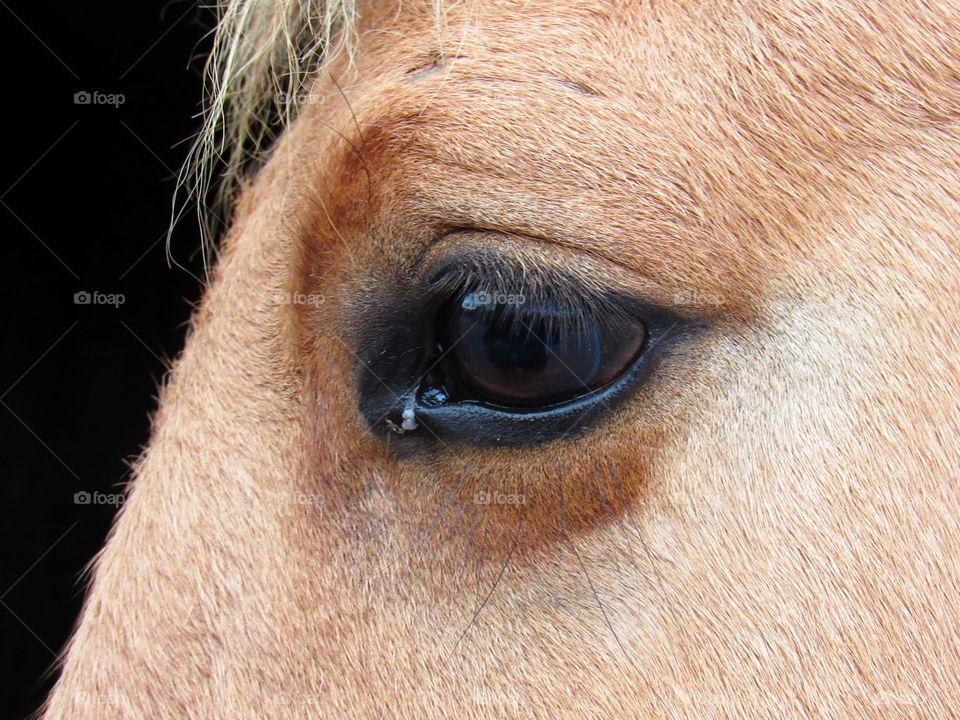 Close-up of horse eye