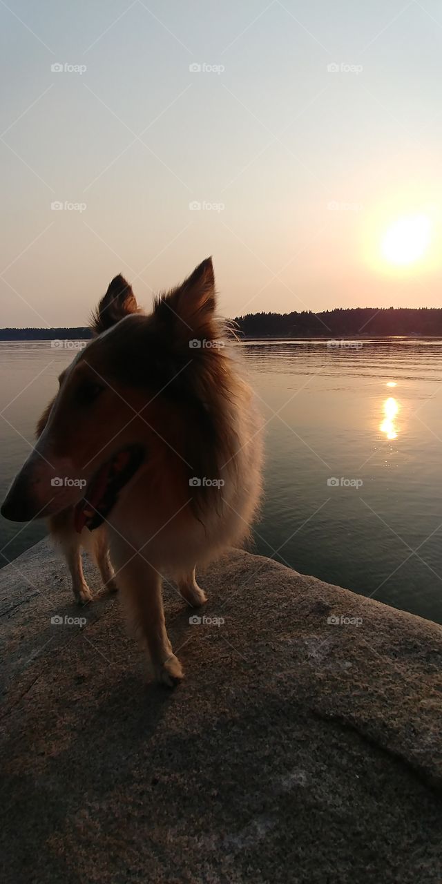 Ms. Longnose puppy looks around the gorgeous seashore. Collie's are an American classic nostalgia, eh Lassie?