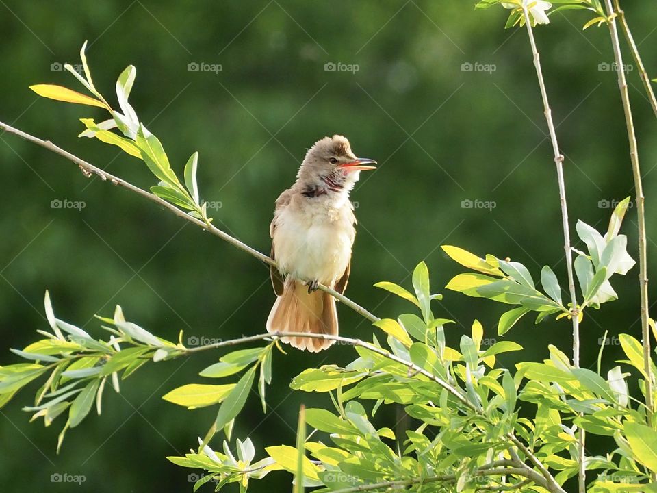 Reed warbler