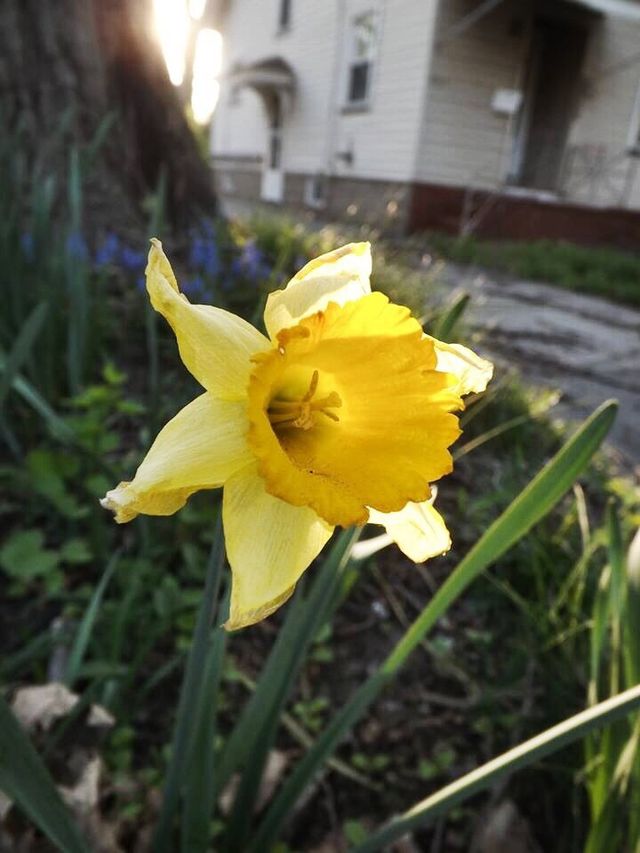 Yellow Mellow