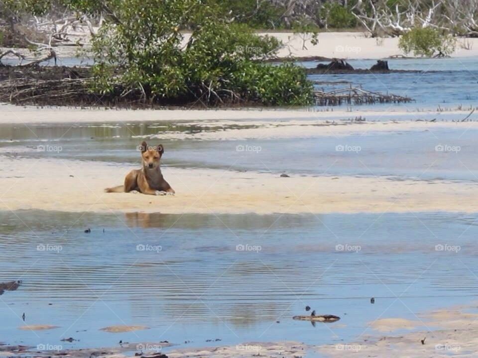 A dingo sighting on Fraser Island