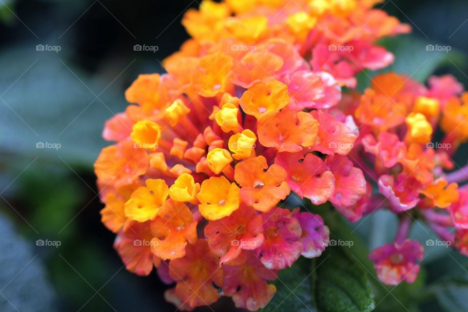 Lantana in close up