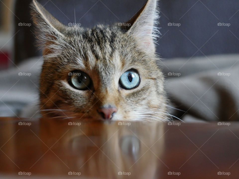 Cat looking on table