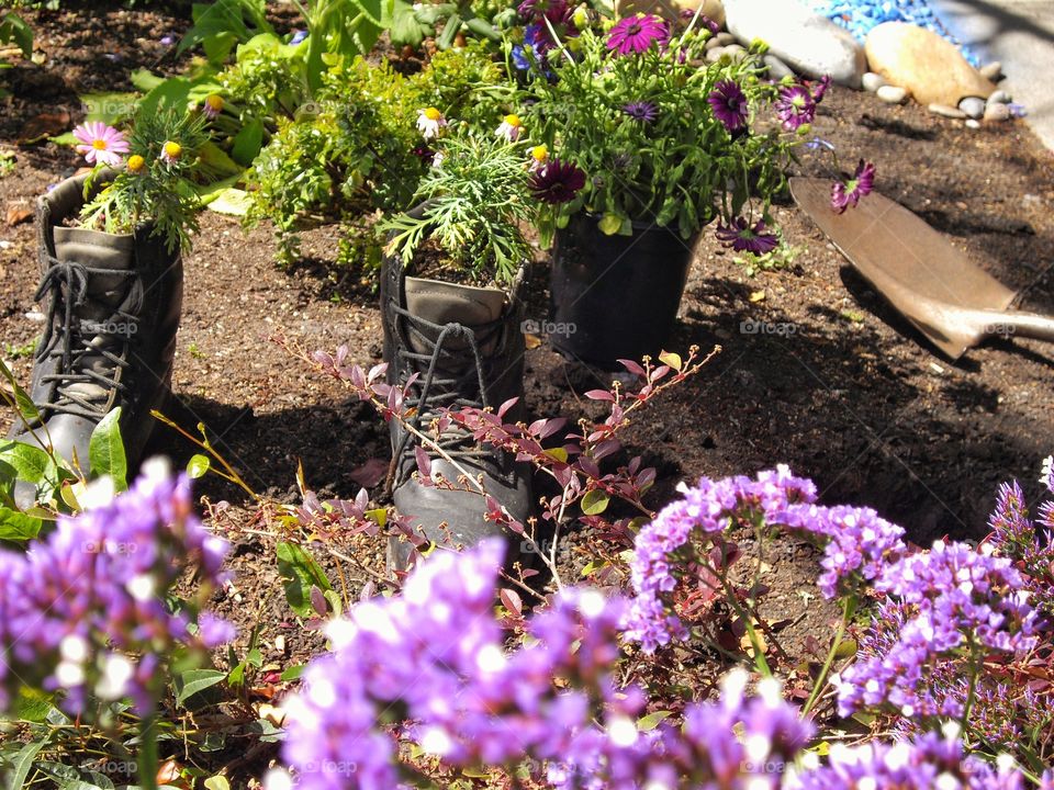 California Drought Tolerant Garden
