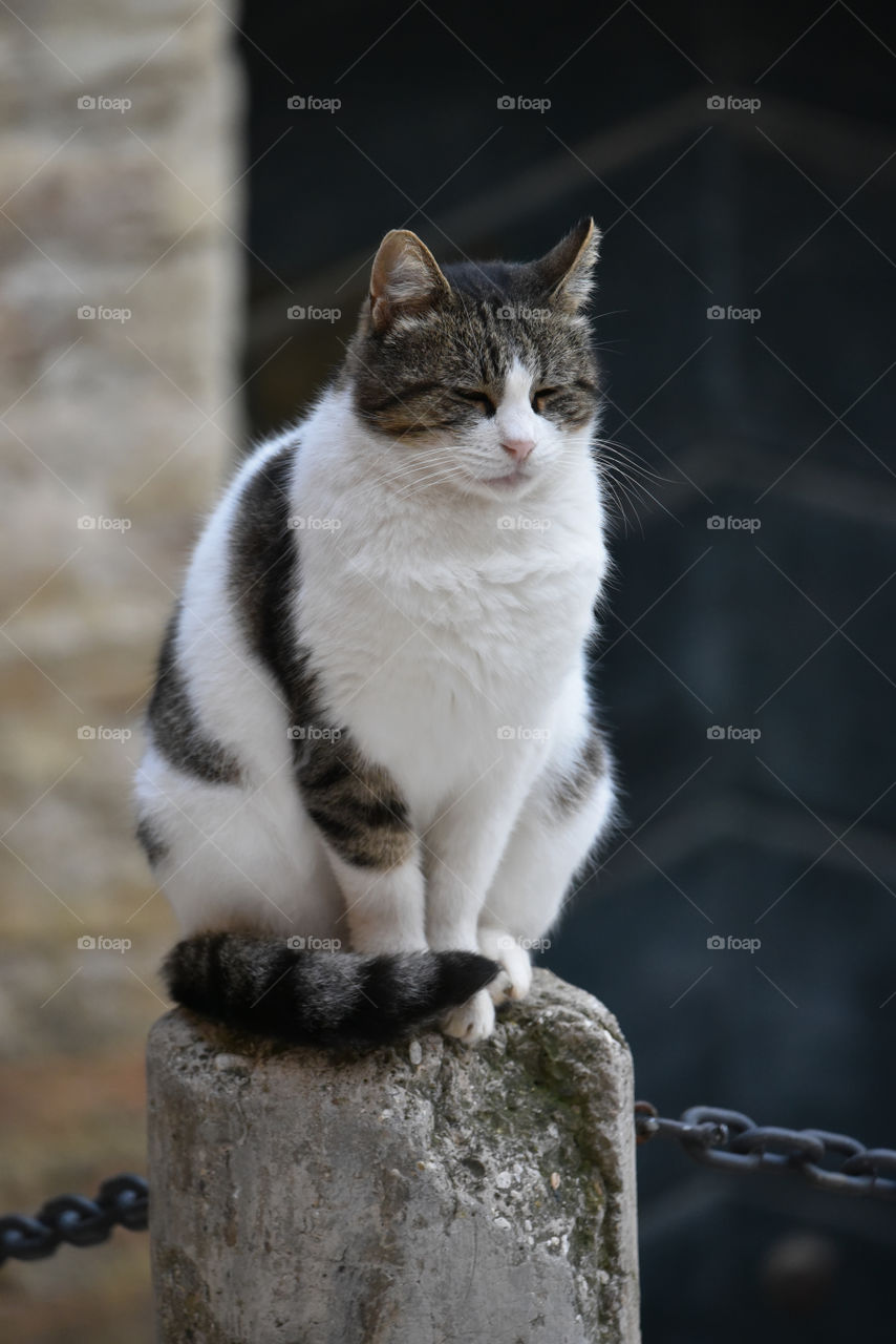 A white and black cat of a colony of cats taking a rest, Grottammare, Marche region, Italy