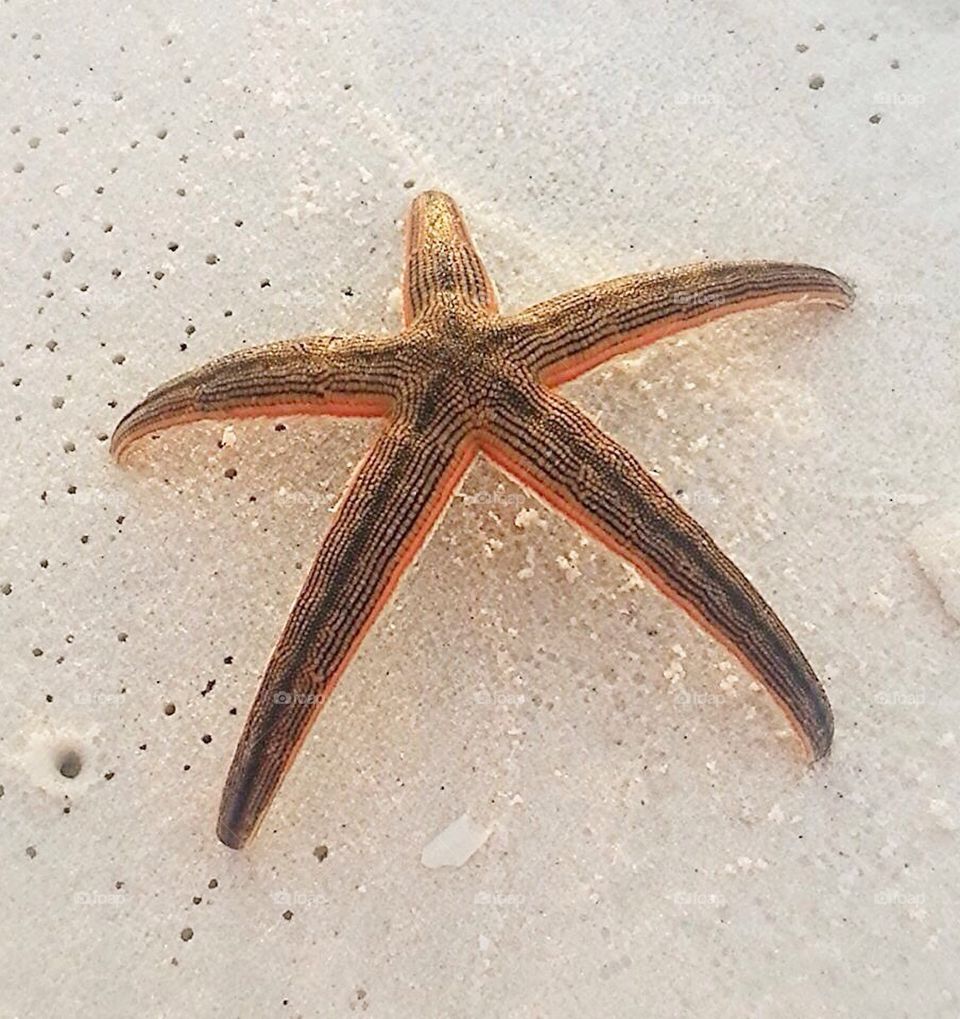 Starfish