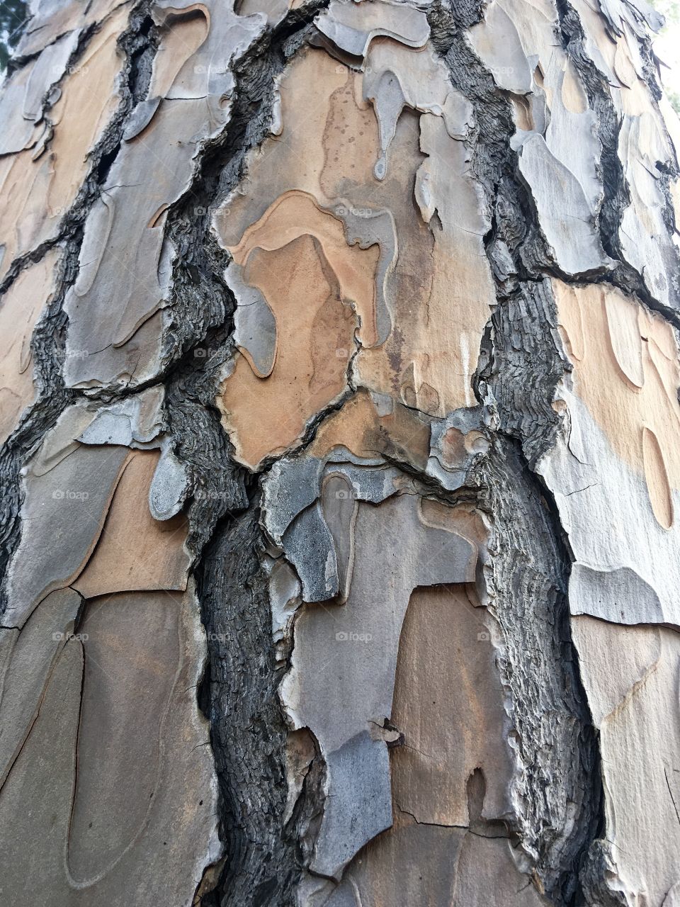 The beauty texture of the trunk and bark of a relic tree. The bark tree background and surface. 