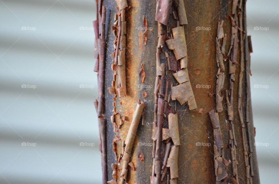 The cinnamon-colored curling wood shavings reveal beautiful hidden shades of brown wood on this Paperback Maple Tree. 🌳